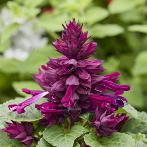 Salvia splendens Reddy Purple