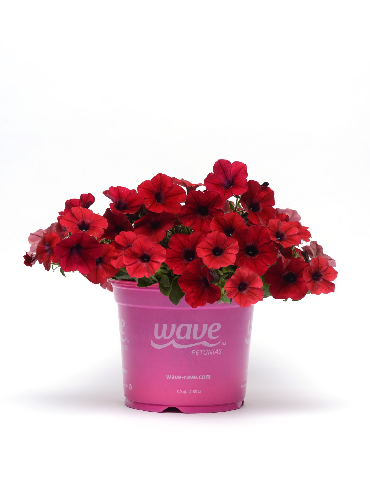 Petunia hybrida Tidal Wave Red Velour - immagine 2
