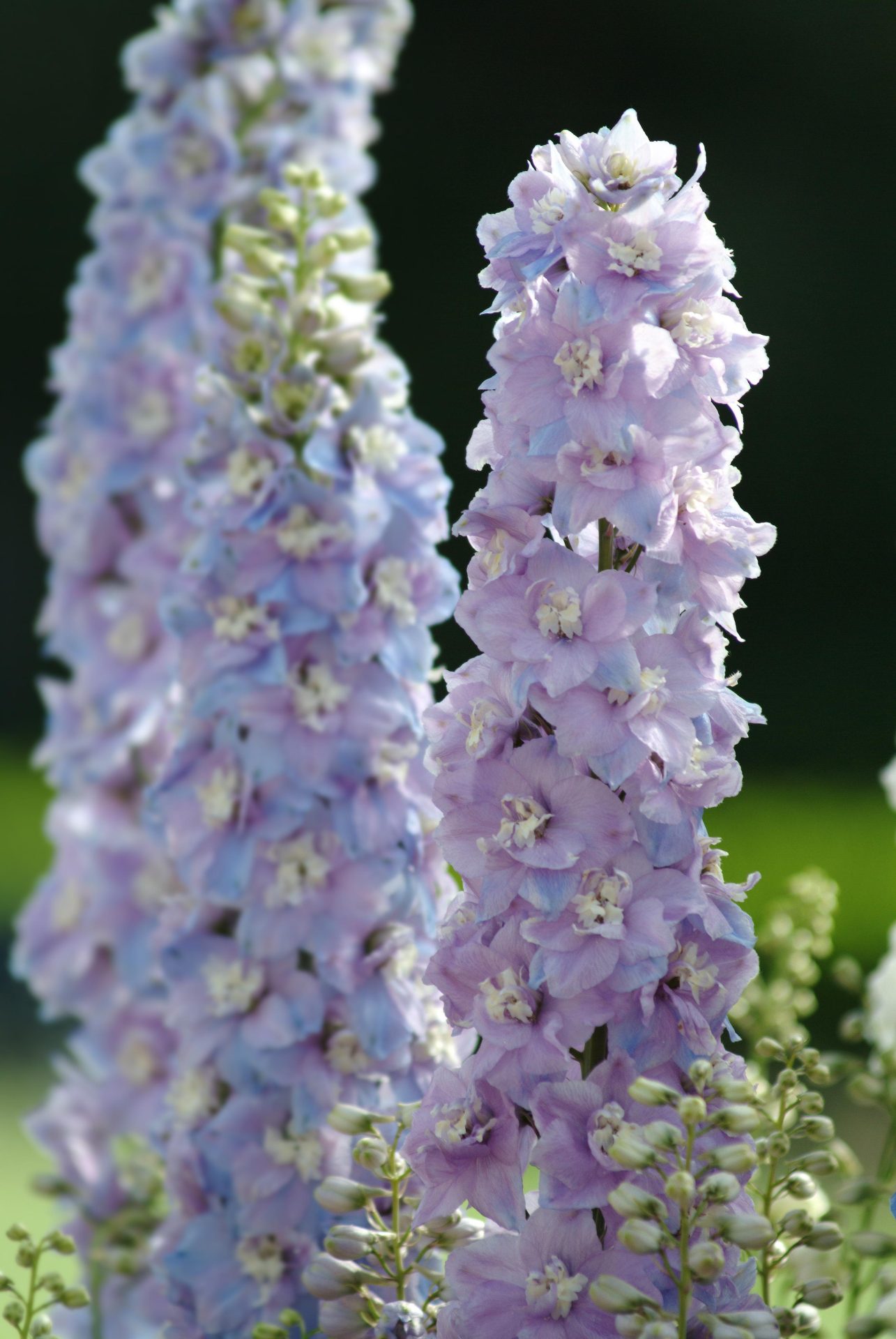 Delphinium elatum Guardian Lavender - immagine 2