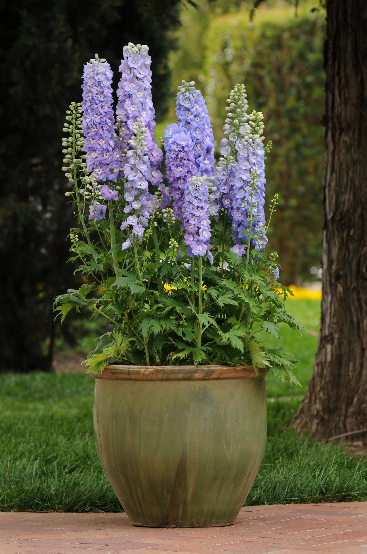Delphinium elatum Guardian Lavender - immagine 3