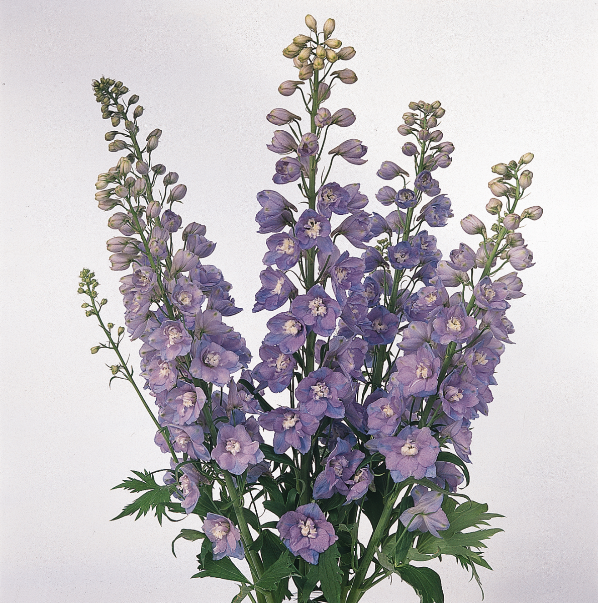 Delphinium elatum Guardian Lavender - immagine 4