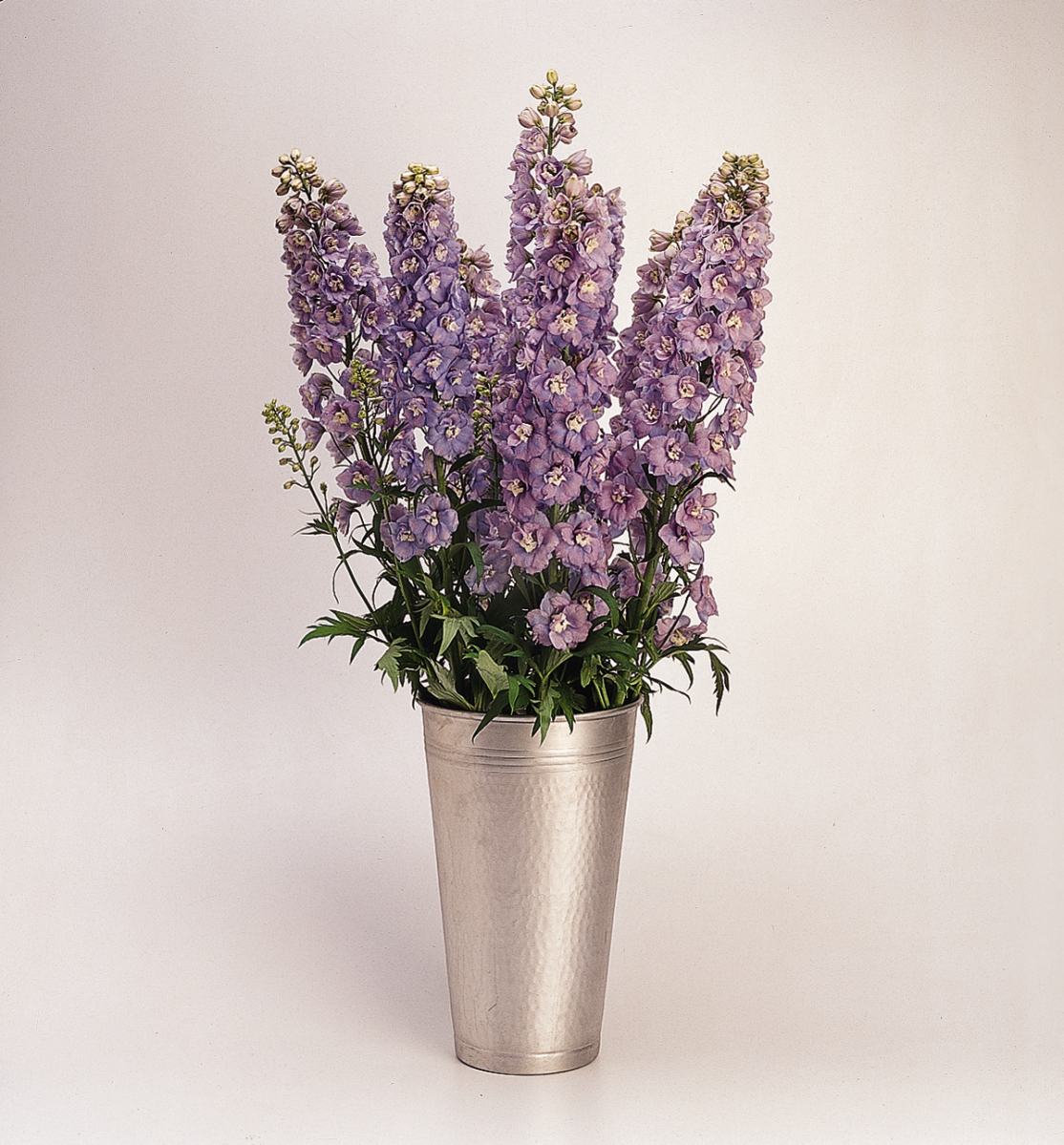 Delphinium elatum Guardian Lavender - immagine 5
