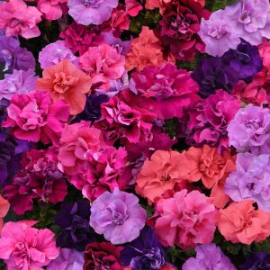 Petunia multiflora Double Duo Mixture