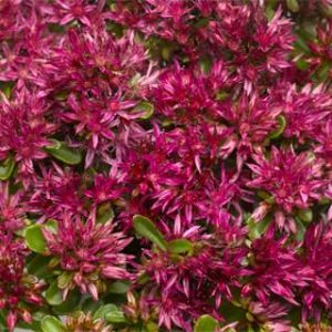 Sedum spurium Solarity