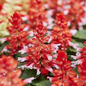 Salvia splendens Reddy Scarlet Bicolour