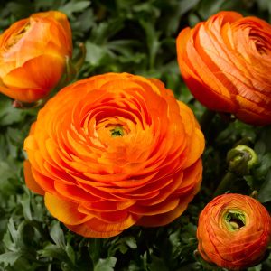 Ranunculus asiaticus Maché Orange