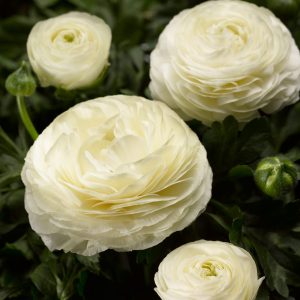 Ranunculus asiaticus Maché White