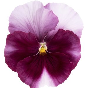 Viola wittrockiana Premier Beacon Rose