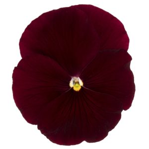Viola wittrockiana Premier Clear Scarlet