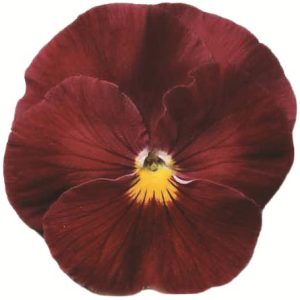 Viola wittrockiana Premier Deep Rose