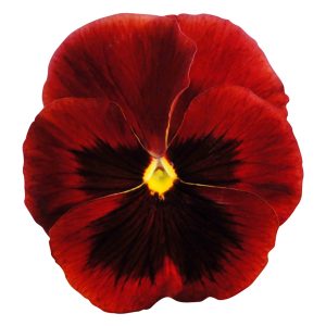 Viola wittrockiana Premier Red With Blotch